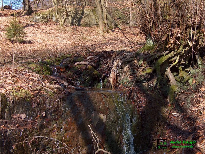 Gesäumt von Baumwurzeln und Laub bedecktem Boden fließt ein Rinnsal einen kleinen Felsen herunter