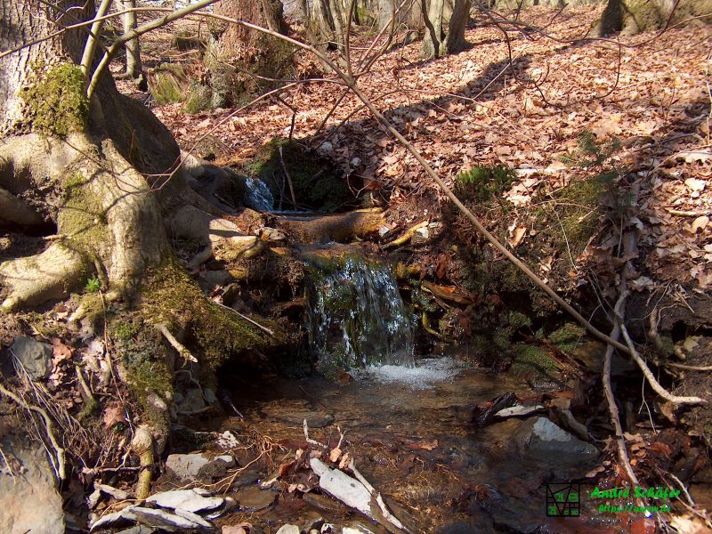 Unter einer Baumwurzel hindurch fällt das Wasser eines namenlosen, kleinen Baches einen 30 Zentimeter hohen Felsen herab