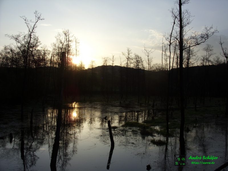 Blattlose Bäume stehen im angestauten Wasser. Über dem Wald im Hintergrund geht die Sonne auf