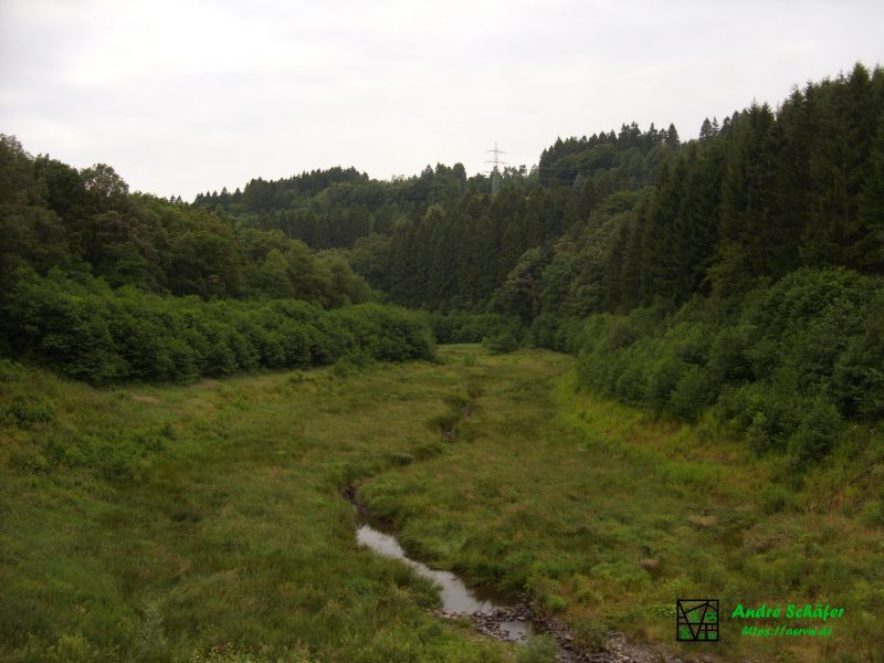 Ein Bach durchfließt eine Wiese im Wald, an deren Form sich noch grob erahnen lässt, wo sich einst die Talsperre befand