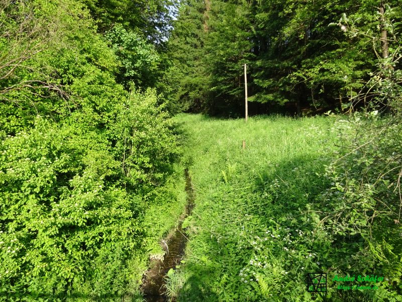 Kaum erkennbar schlängelt sich ein winziger Bach durch hohes, sattgrünes Gras