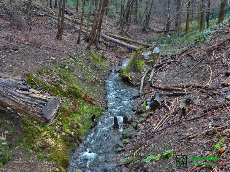 Durch einen Totholz-reichen Wald schlängelt sich ein Bach recht steil zu Tal