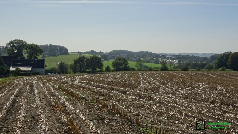 Ein abgeerntetes Maisfeld nahe Ümminghausen